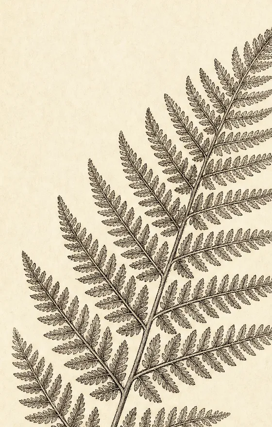 Engraving of a fern frond, each pinna repeating the shape of the whole, in sepia ink.